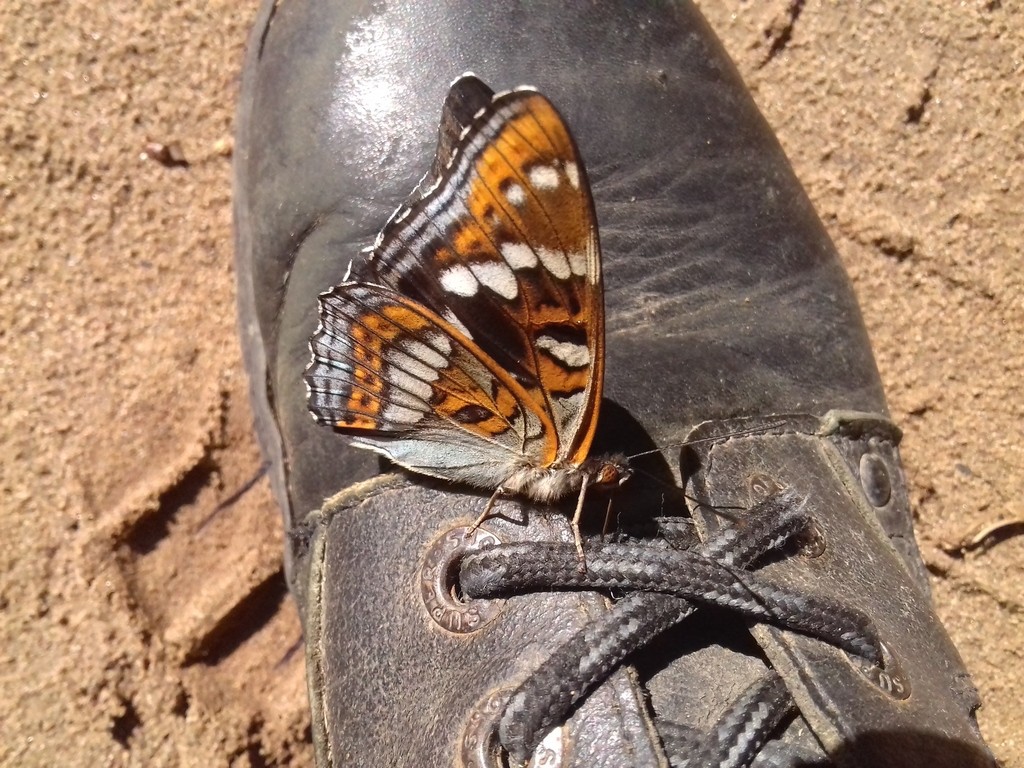 オオイチモンジ（大一文字） (Limenitis populi) - Picture Insect