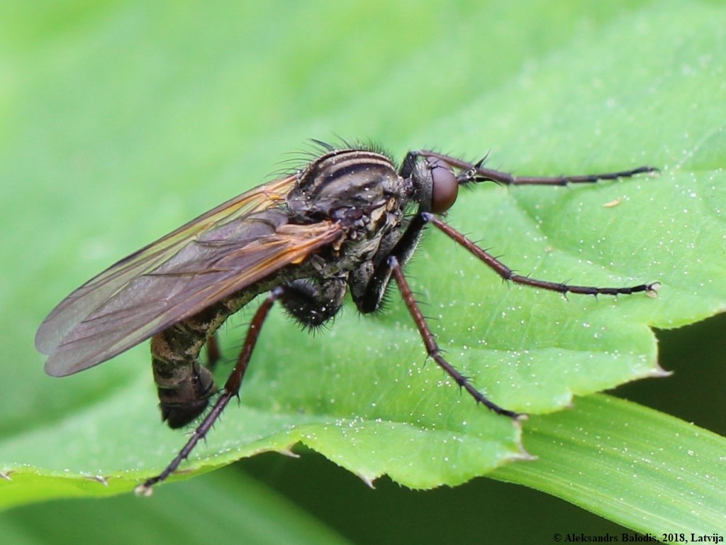 Hanging fly