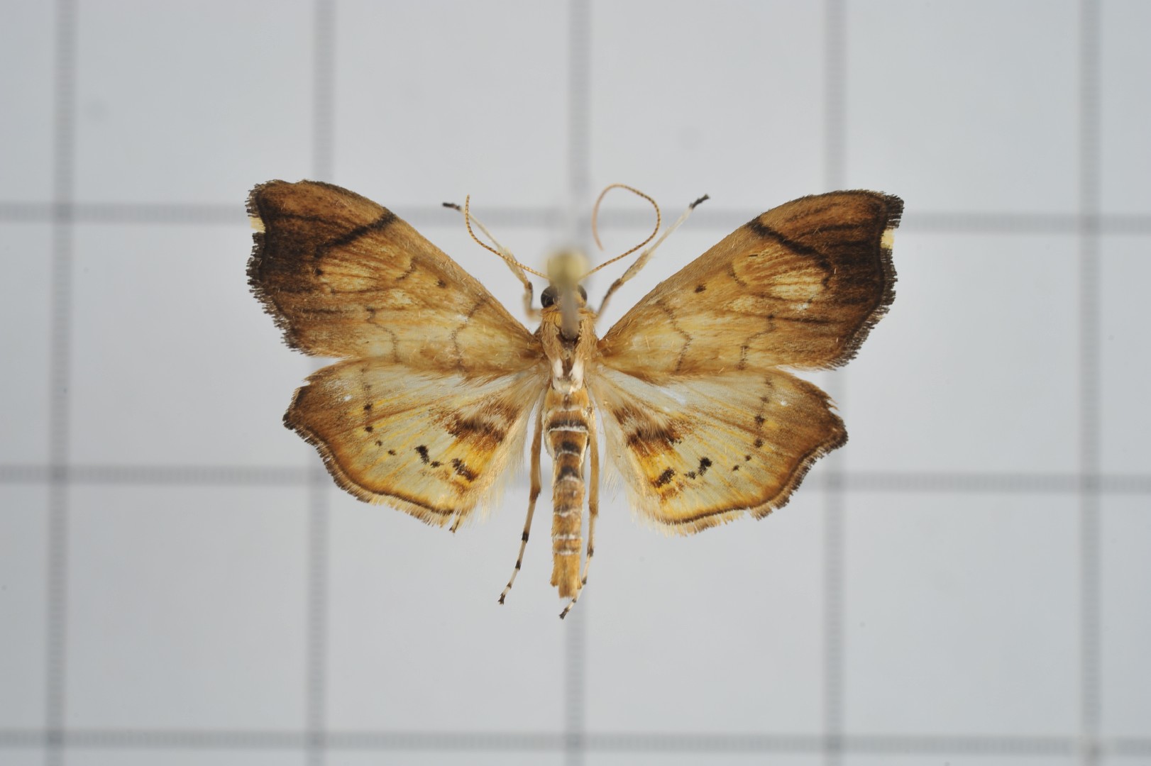 Discothyris (Discothyris)