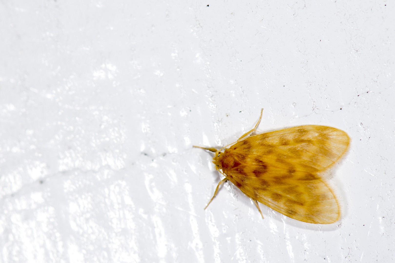 Hemipsilia (Hemipsilia)