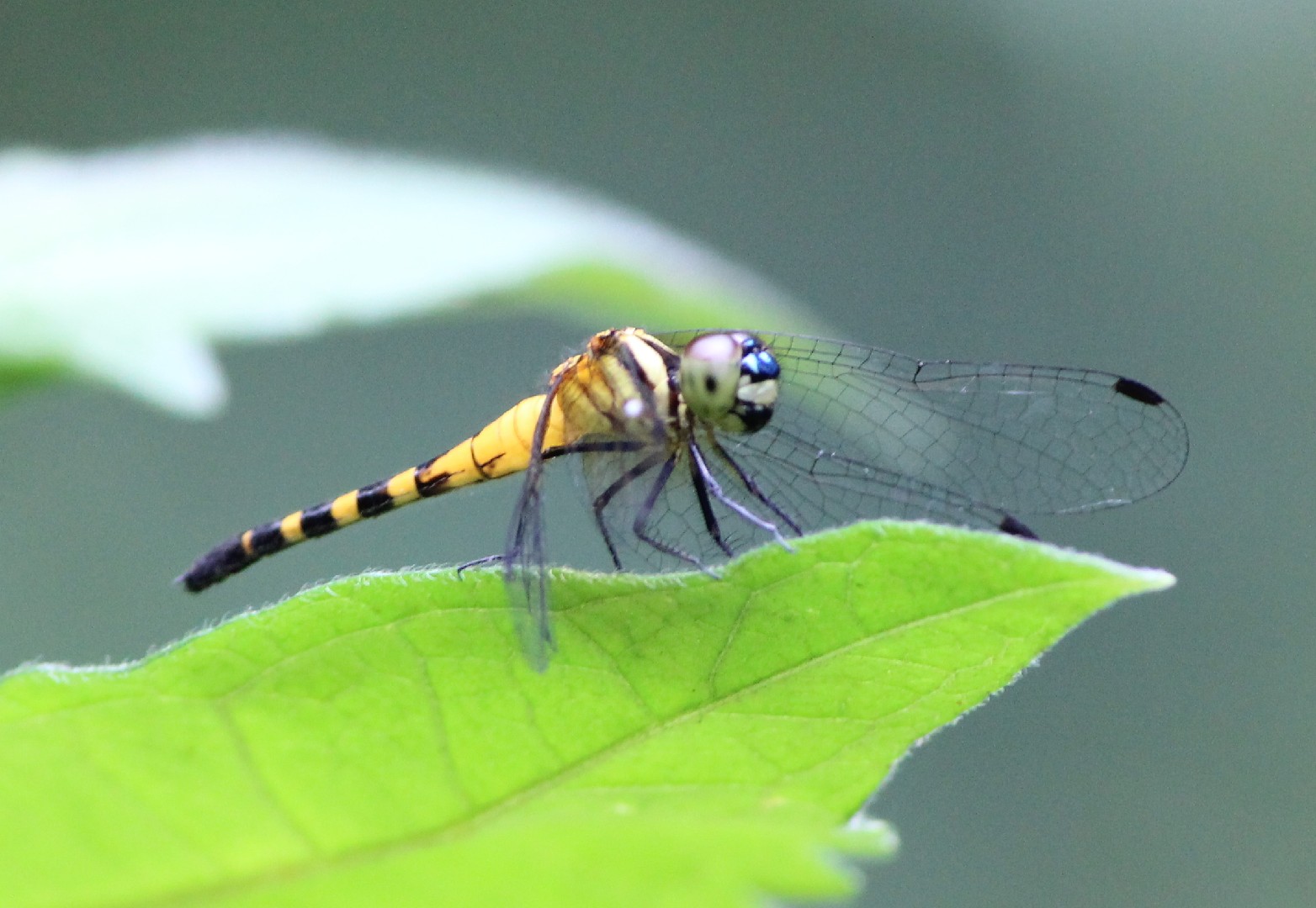 Epithemis (Epithemis)