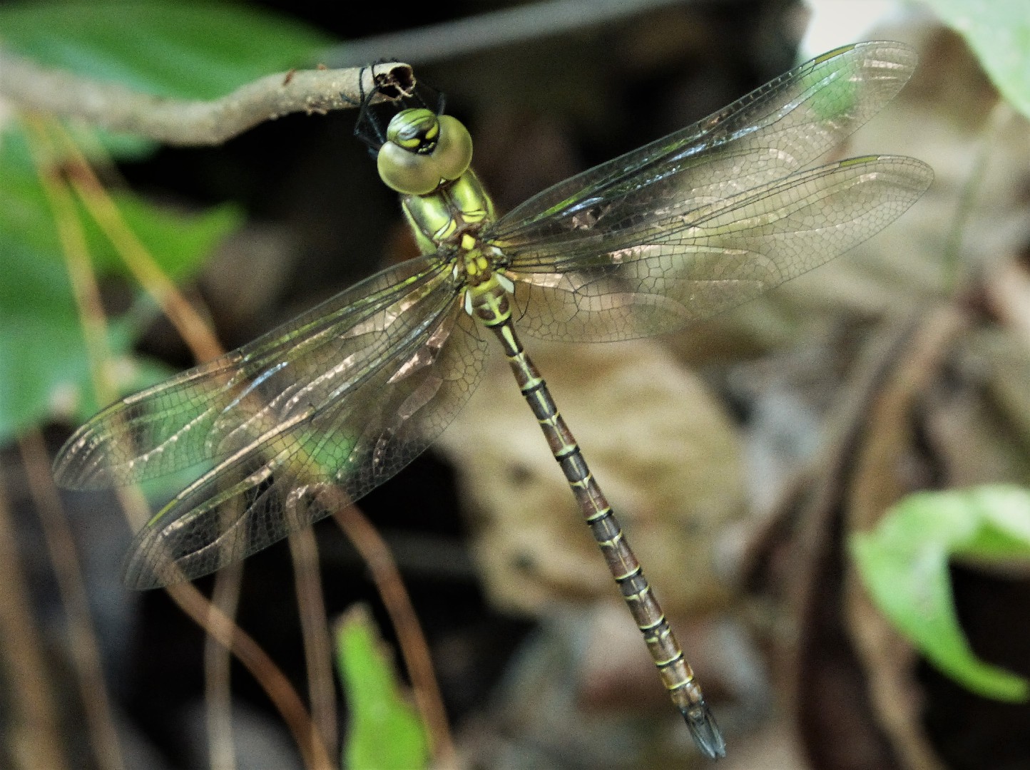 Pilotos de cielo (Coryphaeschna)