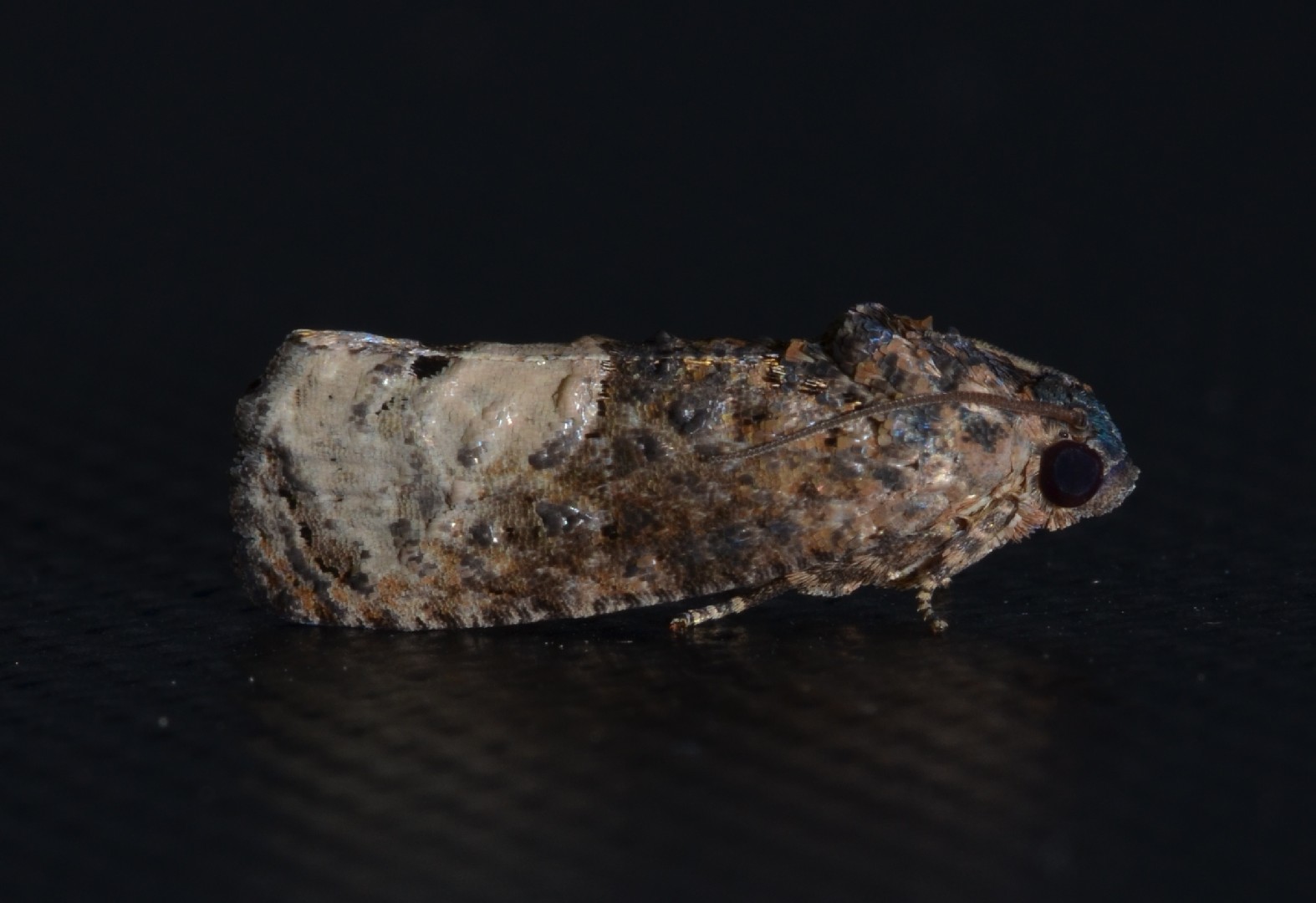 Ecdytolopha (Ecdytolopha)