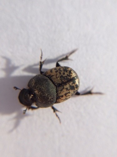 Small black-and-brown dung beetle