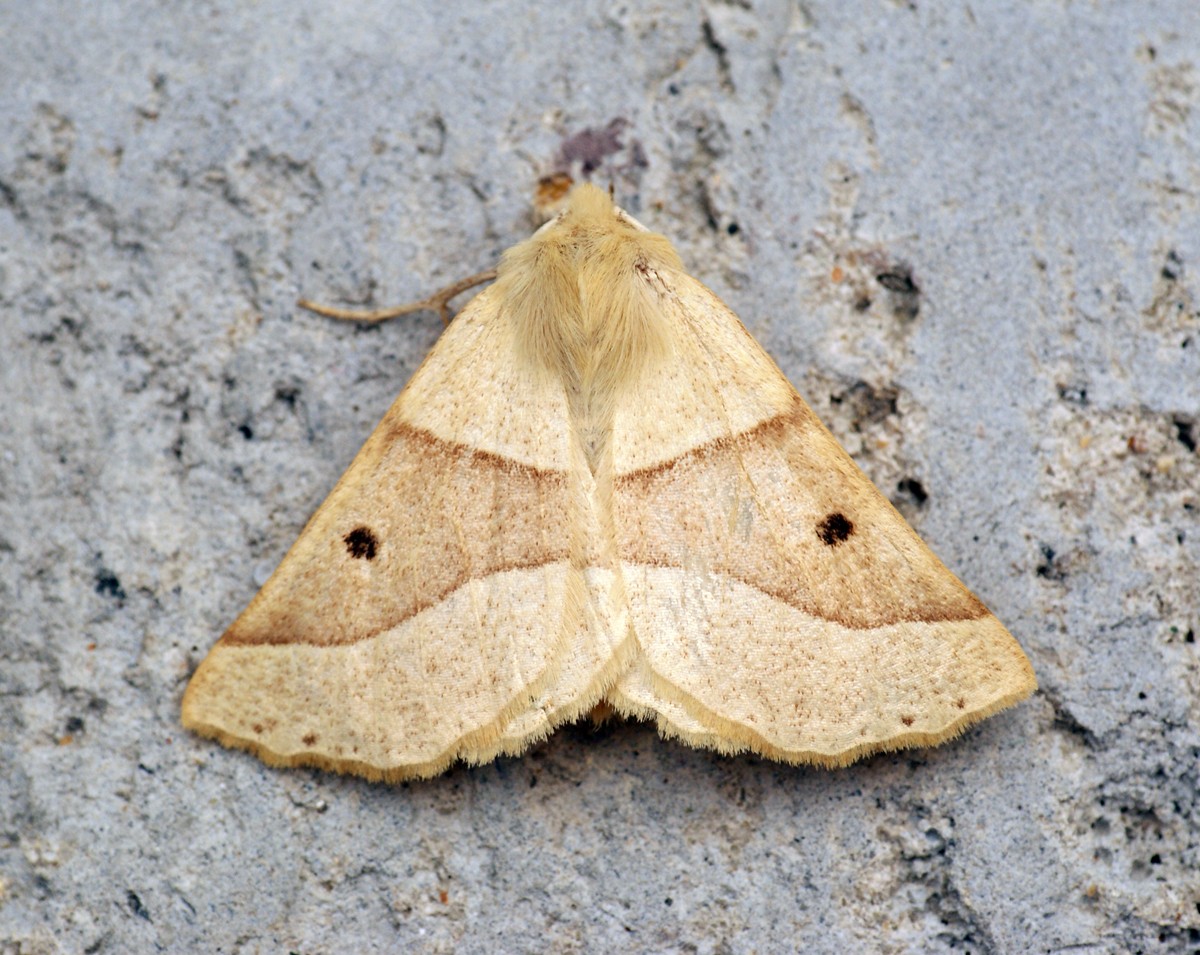 Crocallis (Crocallis)