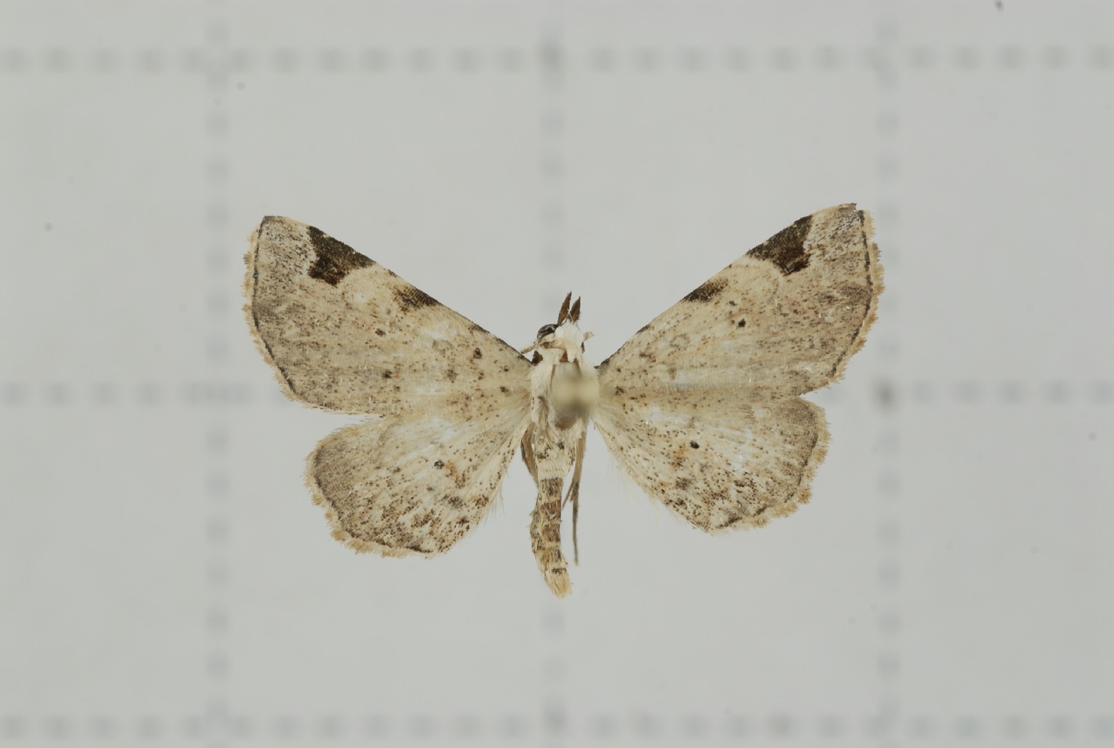 Prolophota trigonifera