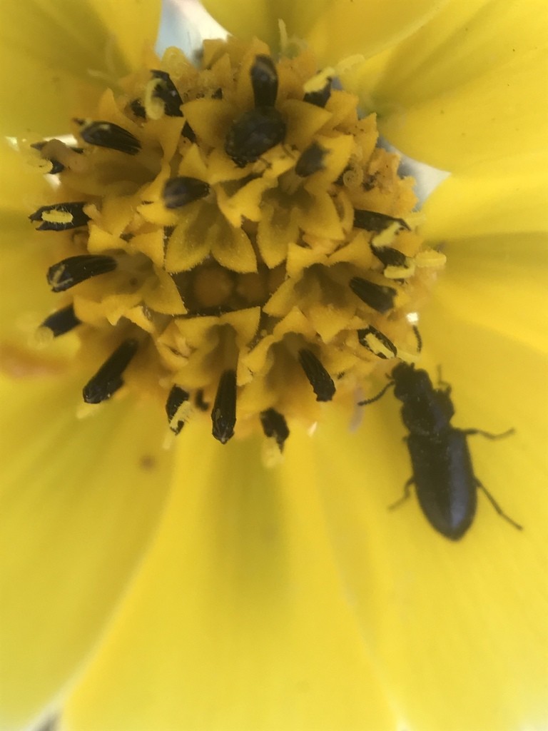Beetles (Coleoptera)