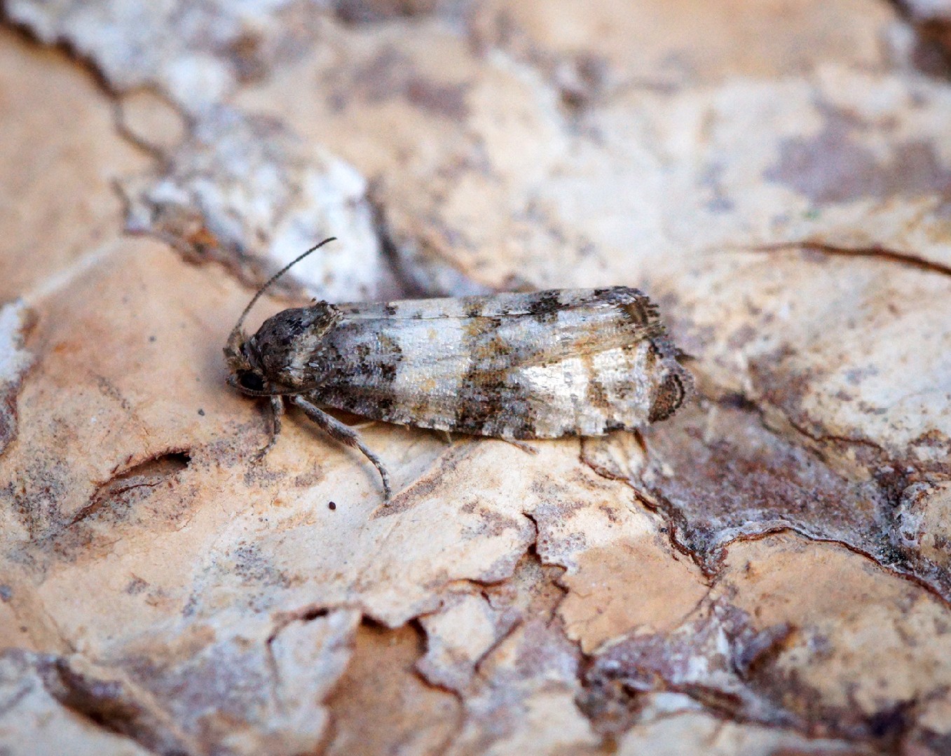 Piniphila (Piniphila)