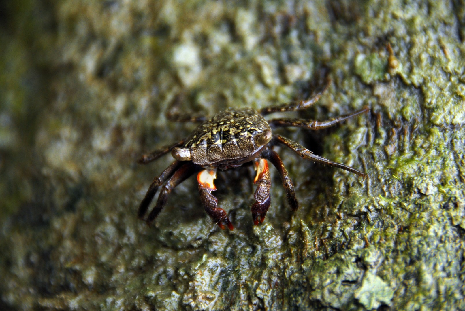 Mangrove tree crab