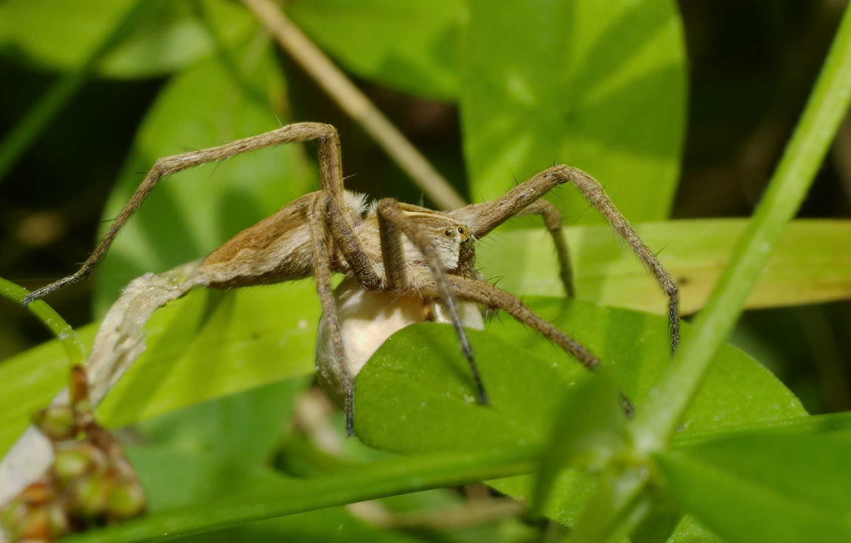 Пизаура удивительная (Pisaura mirabilis) - Picture Insect