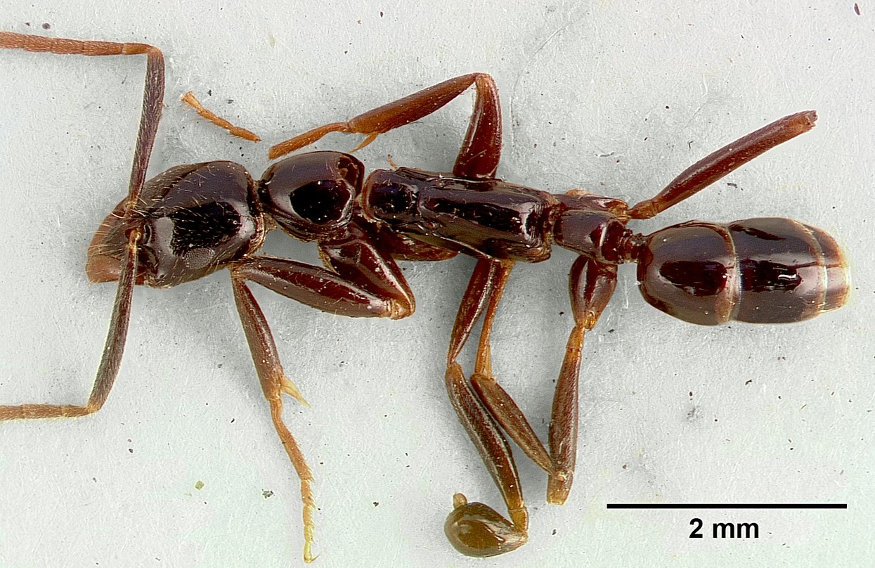 Leptogenys maxillosa (Leptogenys maxillosa) - Picture Insect