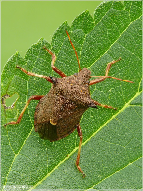 Picromerus (Picromerus)