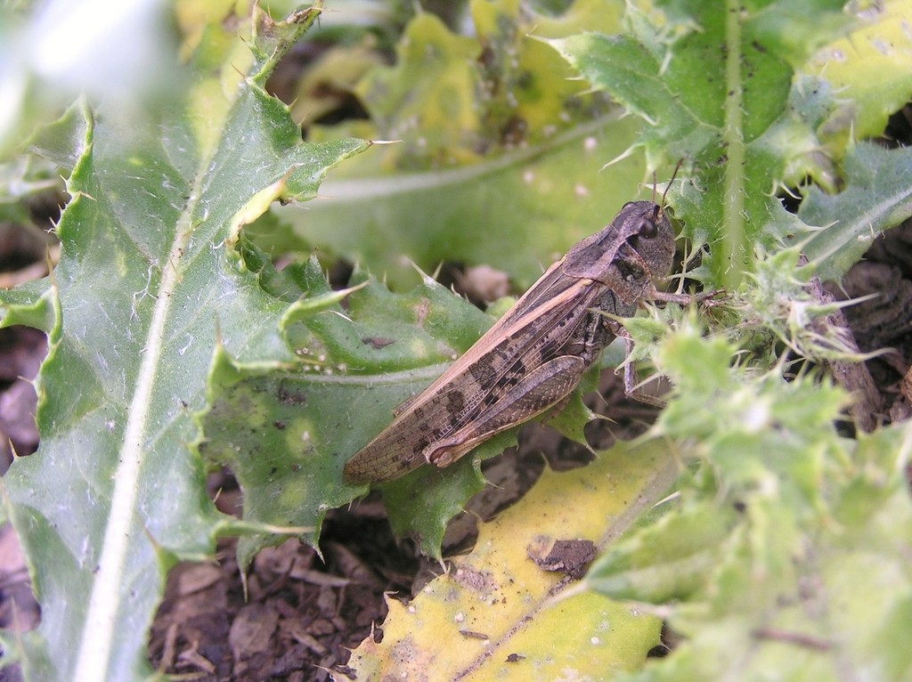 Clear-winged grasshopper