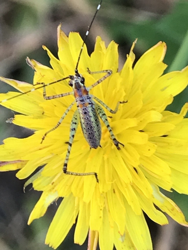 Scudder's bush katydids (Scudderia)