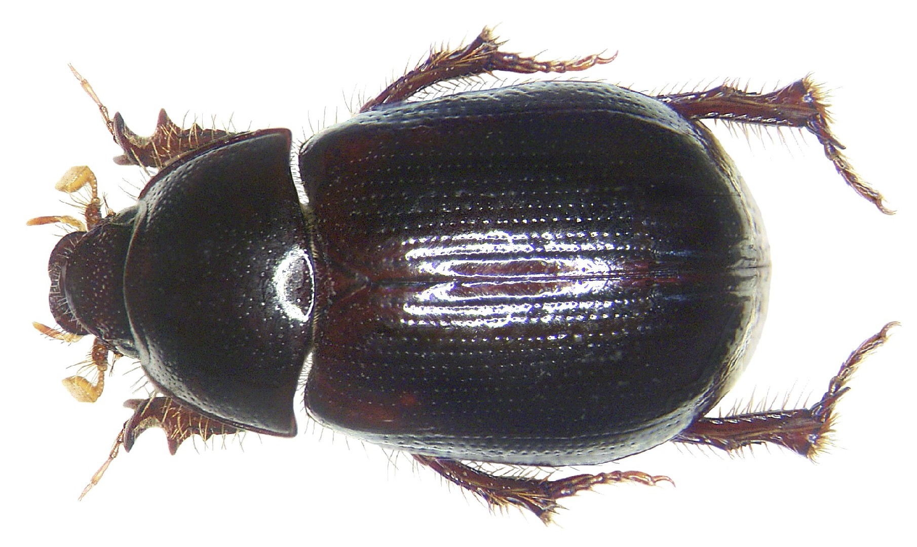 Hybosorus (Hybosorus)