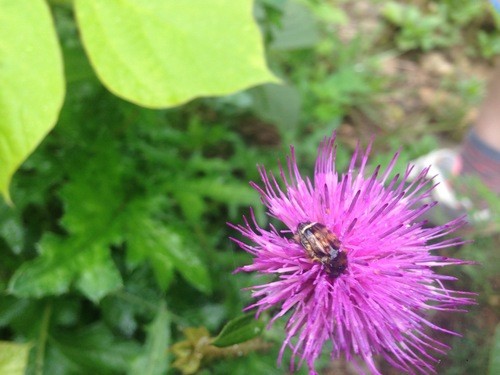 Lasiotrichius (Lasiotrichius)