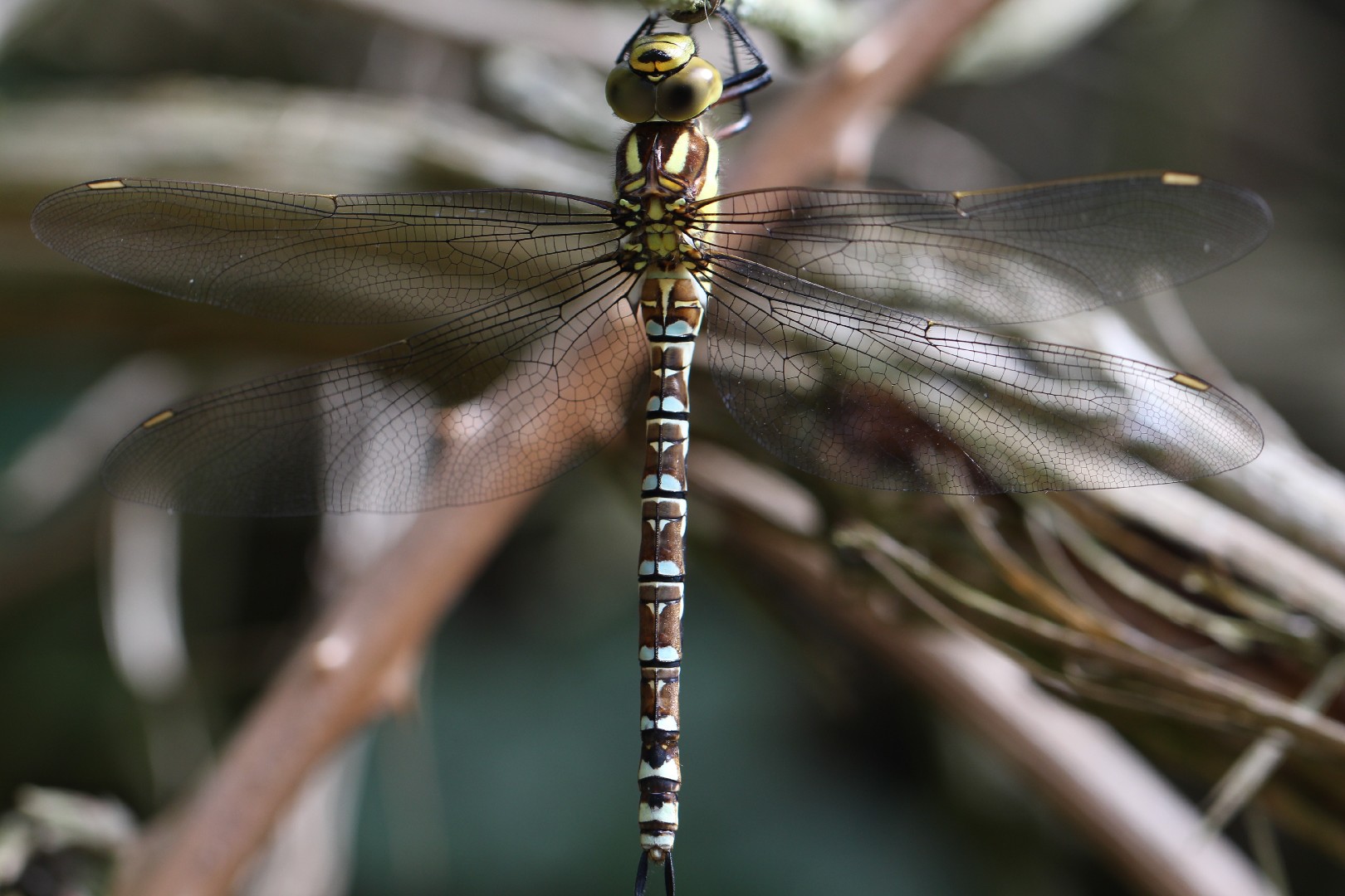 Коромысло синее (Aeshna cyanea) - Picture Insect