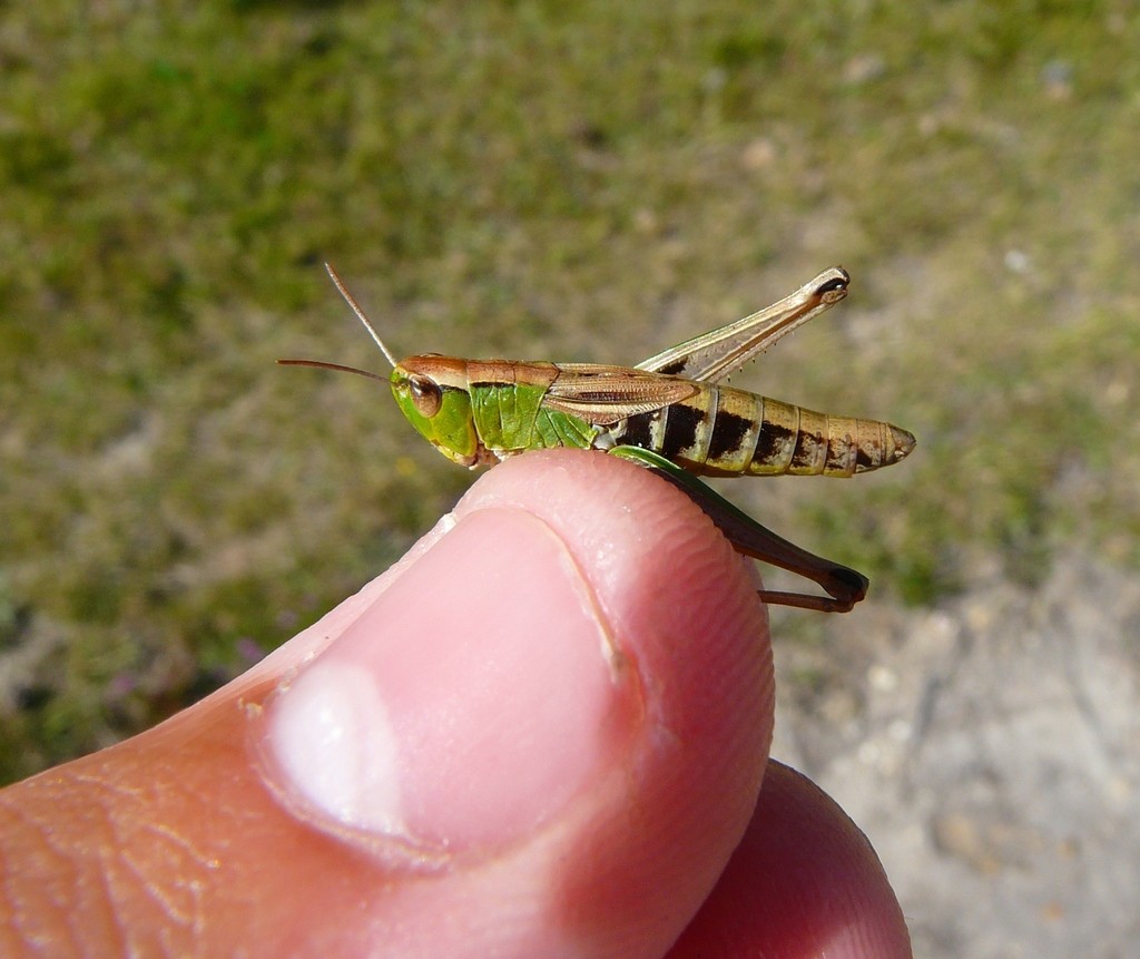 Filoo Insect Filo Arthropoda Gafanhoto