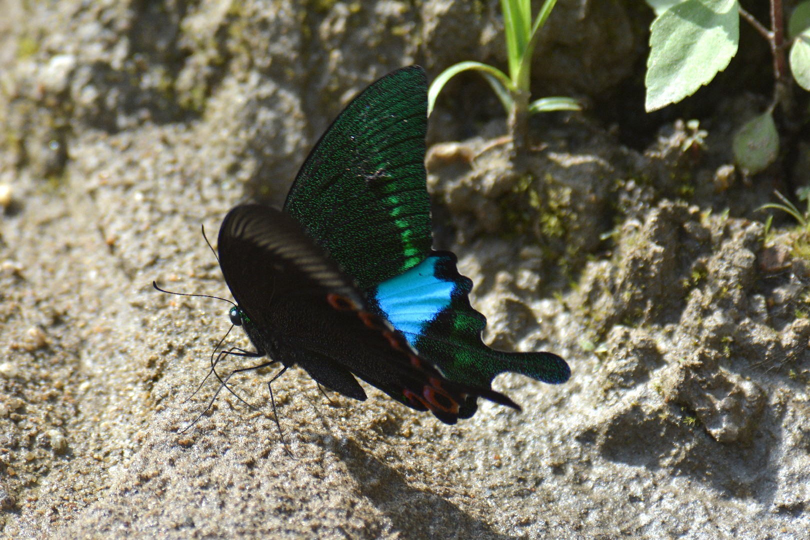ルリモンアゲハ (Papilio paris) - Picture Insect