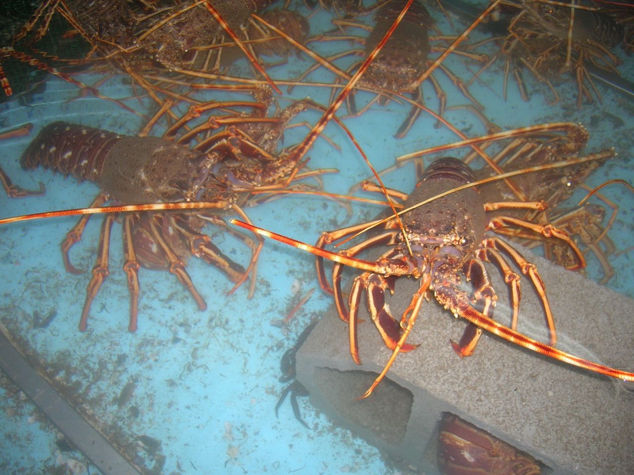 European spiny lobster