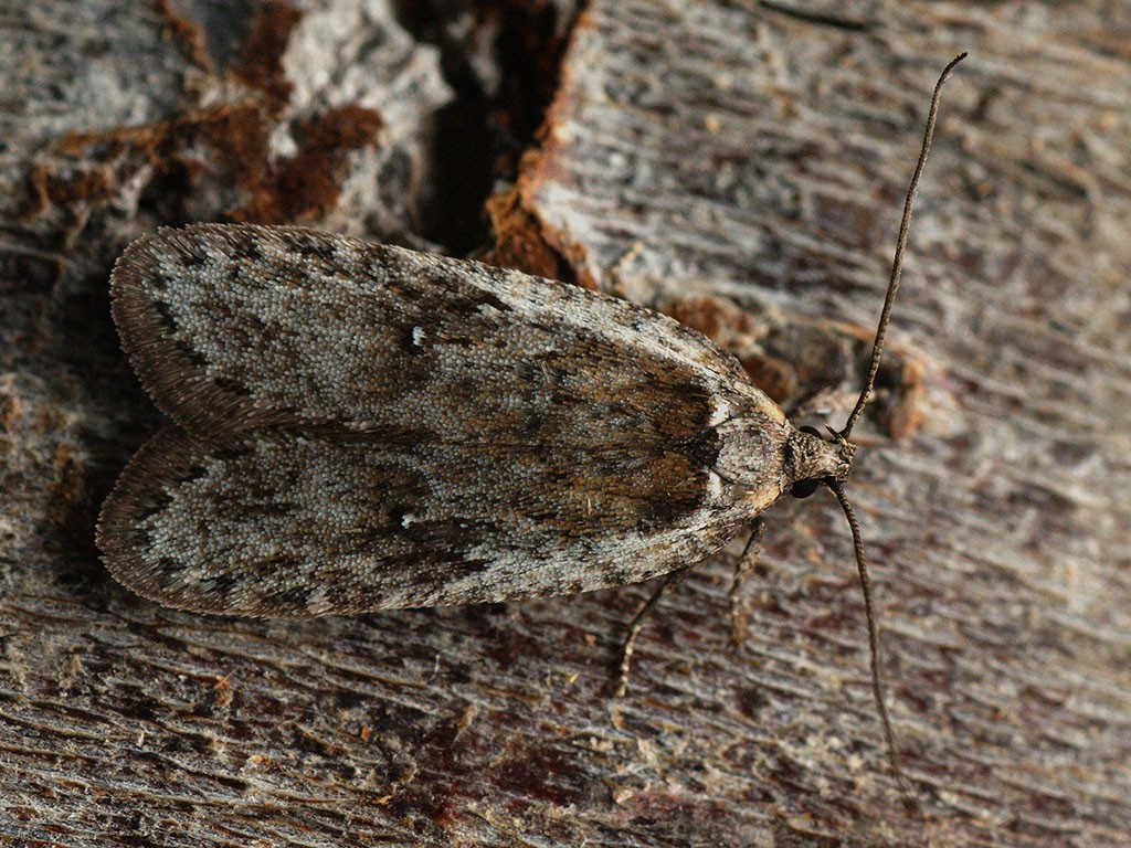 Exaeretia (Exaeretia)