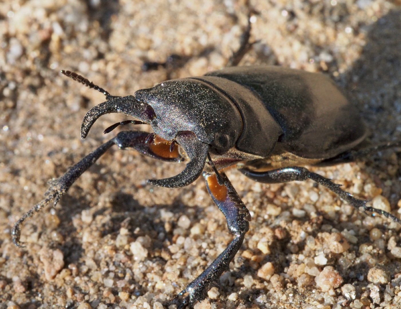 Оленёк обыкновенный (Dorcus parallelipipedus) - Picture Insect