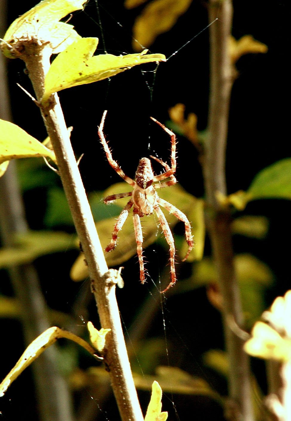 Обыкновенный крестовик (Araneus diadematus) - Picture Insect