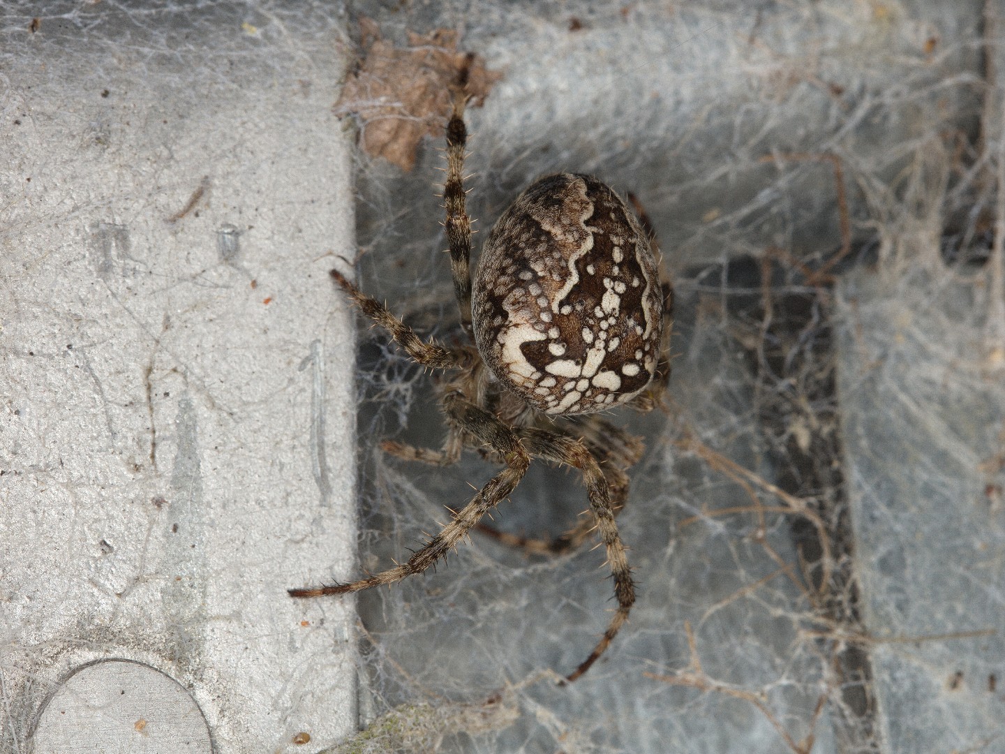 Обыкновенный крестовик (Araneus diadematus) - Picture Insect