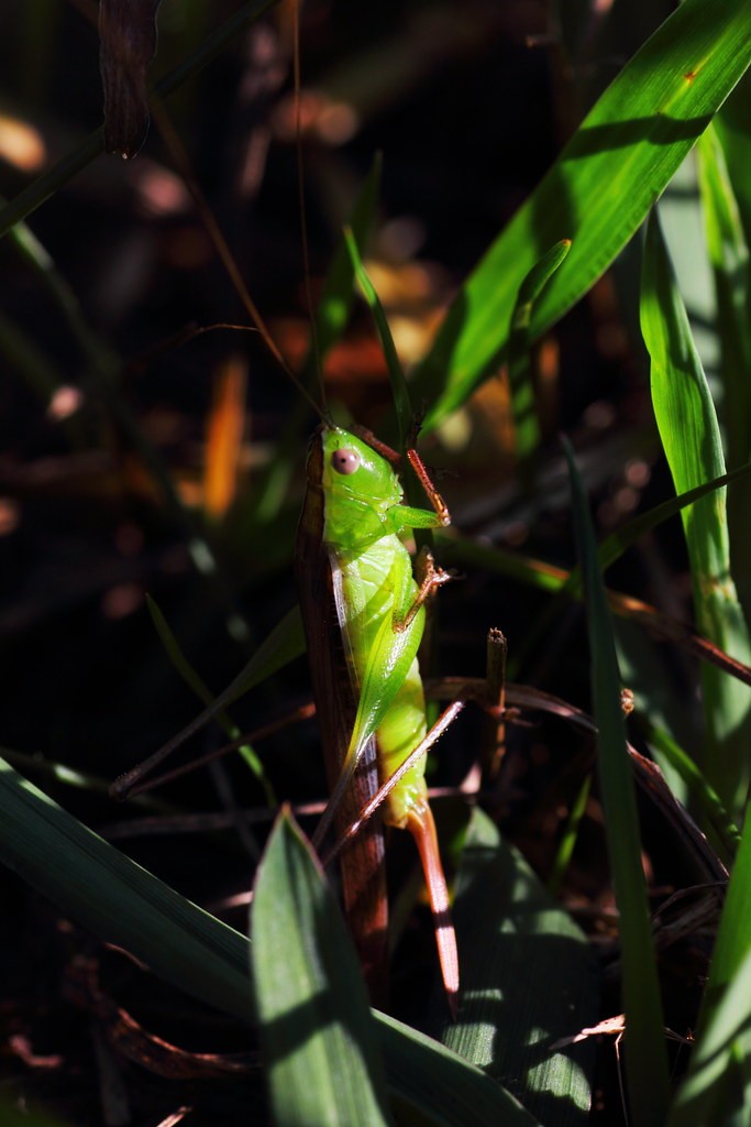 Conocephalus chinensis (Conocephalus chinensis) - Picture Insect