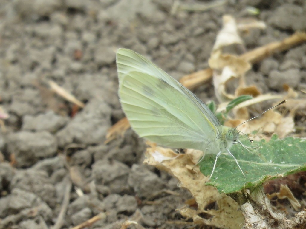 Репница (Pieris rapae) - Picture Insect