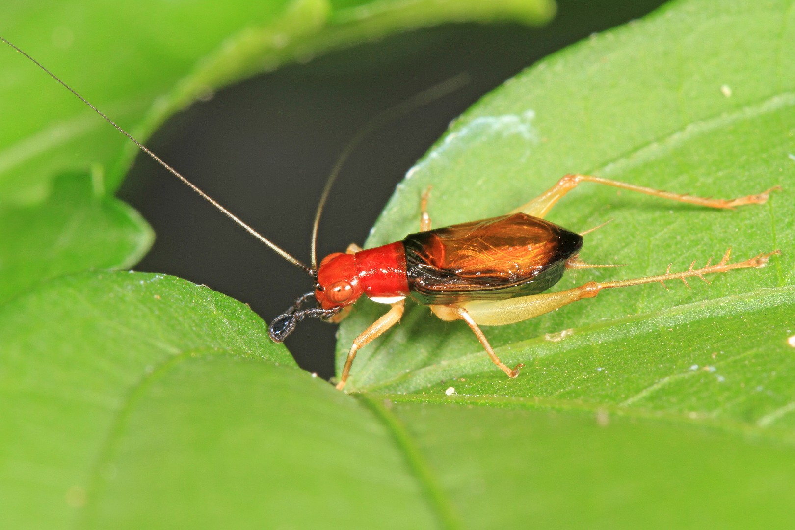 Phyllopalpus (Phyllopalpus)