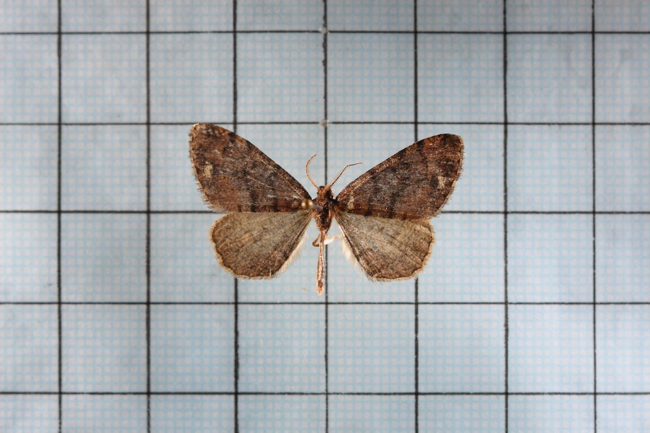 Anectropis (Anectropis)