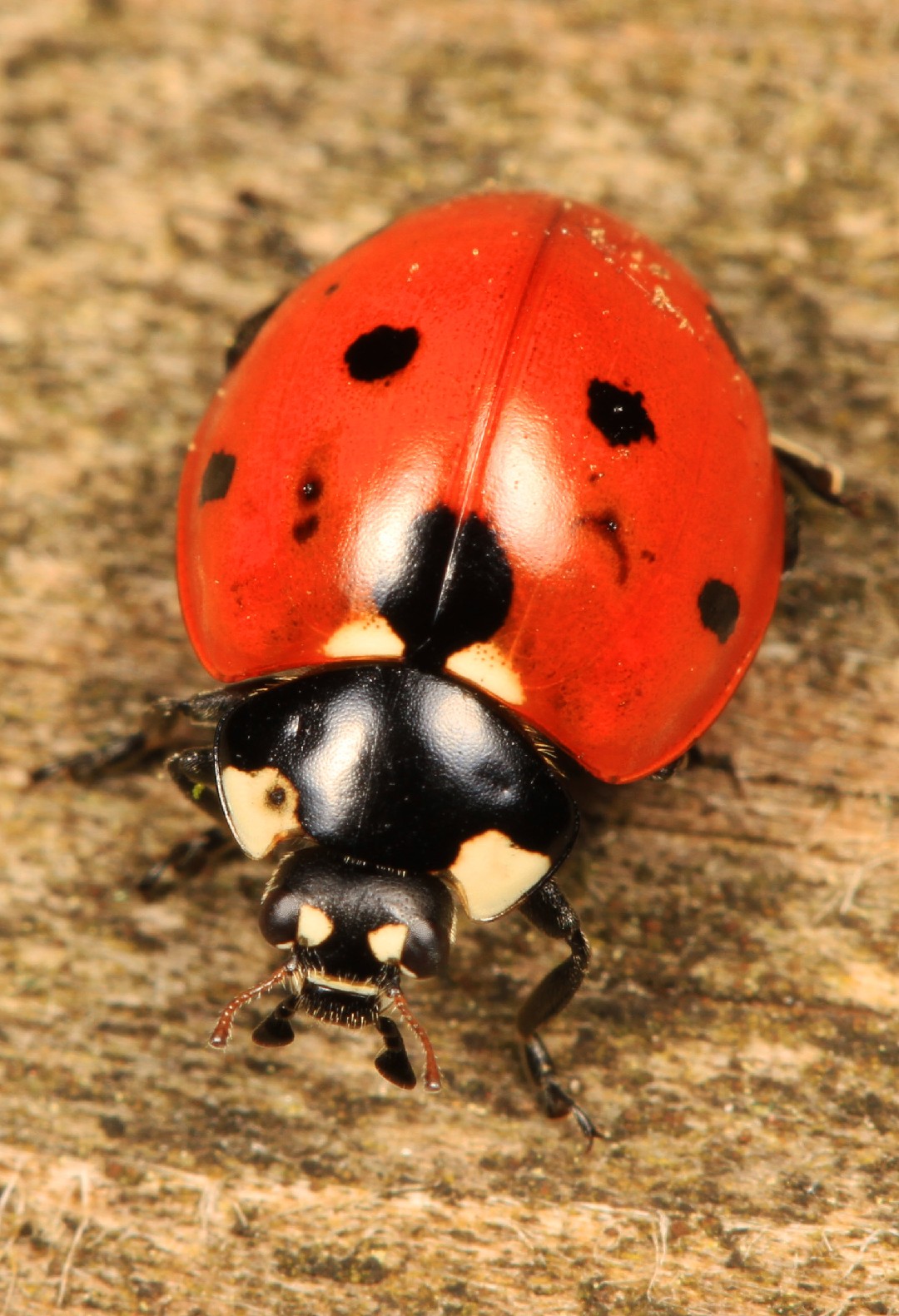 Семиточечная коровка (Coccinella septempunctata) - Picture Insect