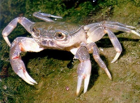 Mediterranean freshwater crab