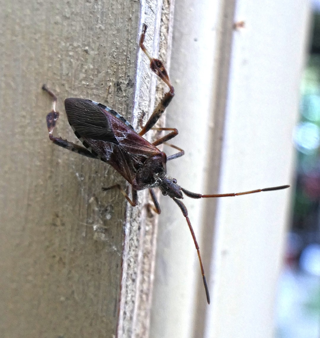 Сосновый семенной клоп (Leptoglossus occidentalis) - Picture Insect