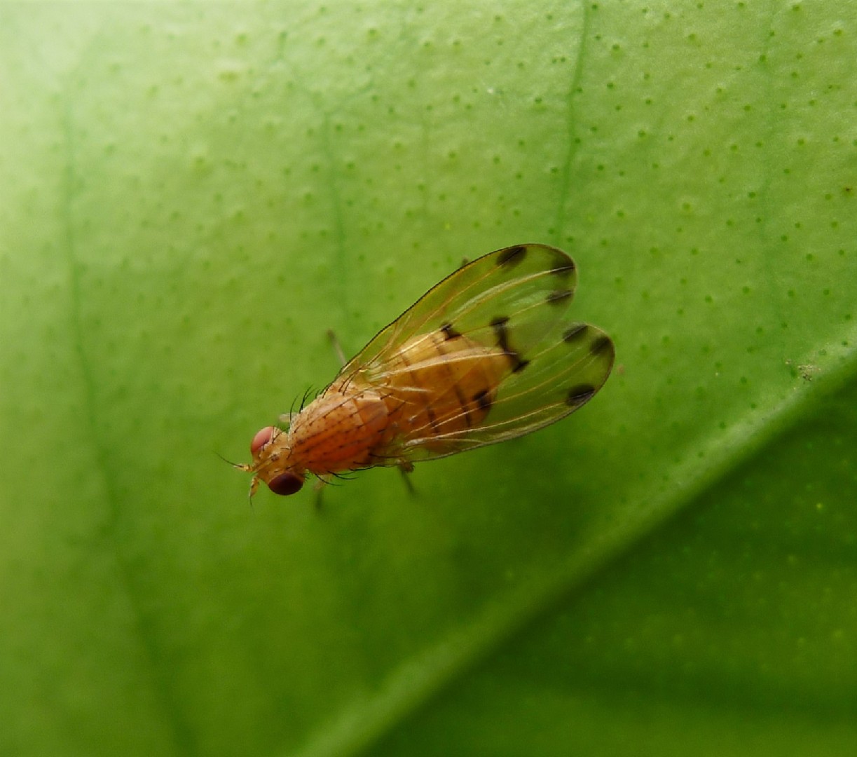 Meiosimyza (Meiosimyza)