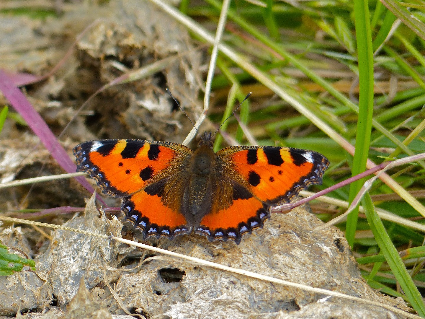 Крапивница (Aglais urticae) - Picture Insect