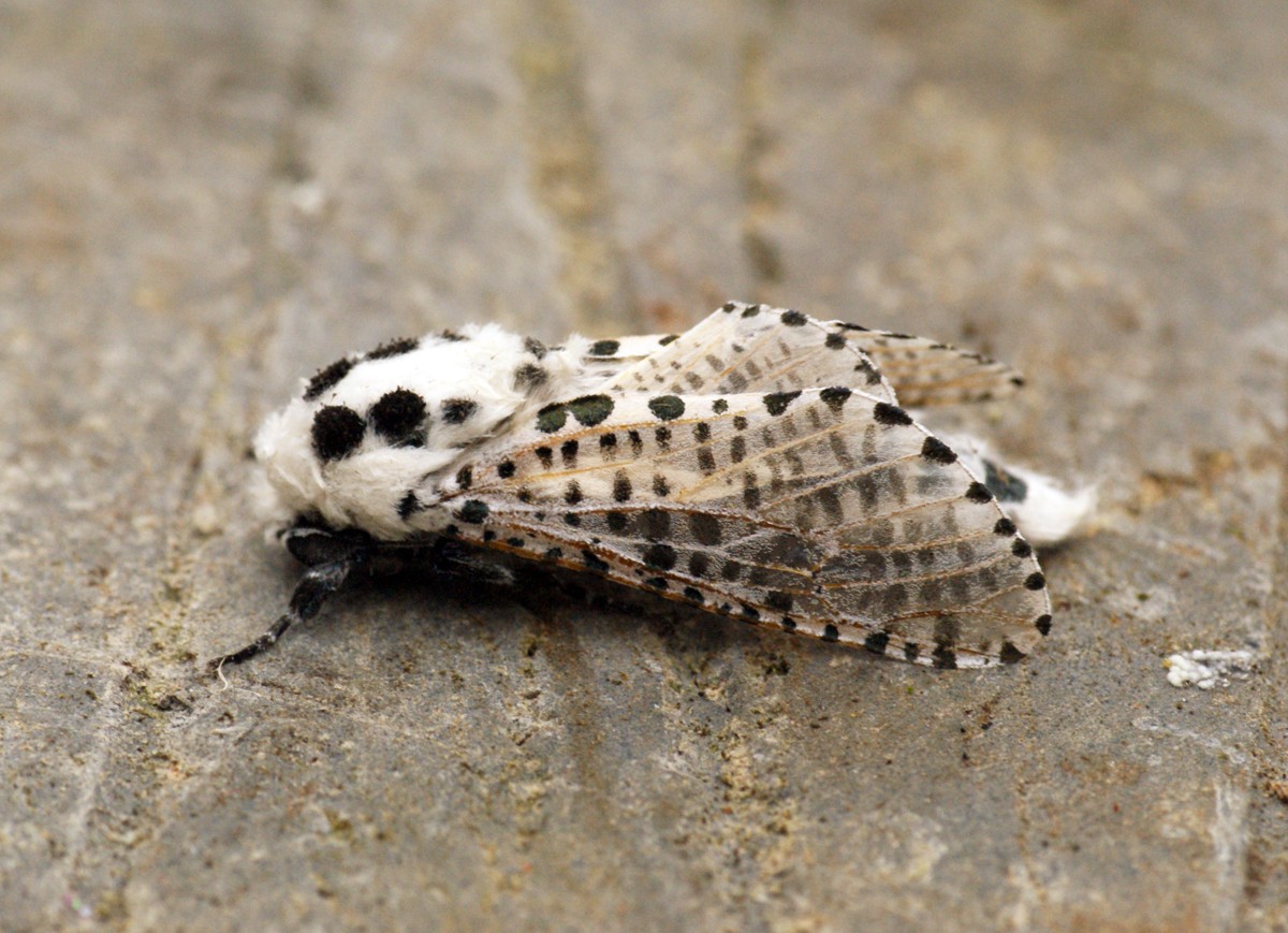 Traça-leopardo (Zeuzera pyrina) - Picture Insect