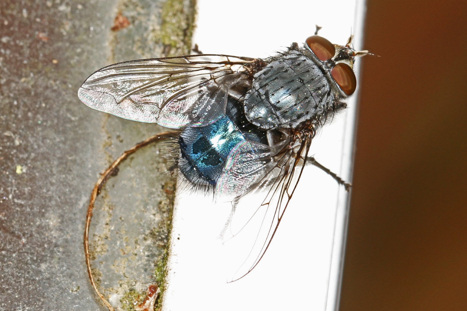 Spikes (White Maggots) - Calliphora Vicina 