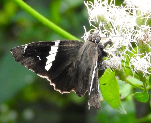 Spathilepia (Spathilepia)