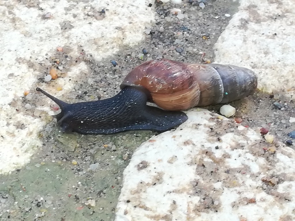 Decollate snail (Rumina decollata) Picture Insect