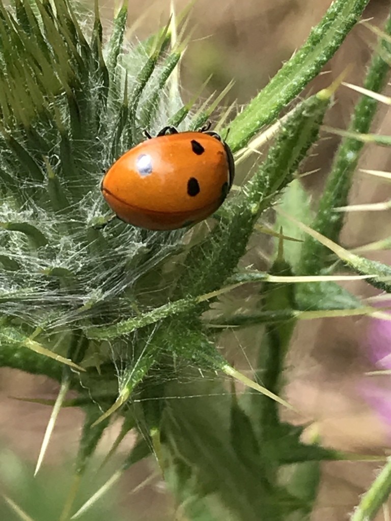 Семиточечная коровка (Coccinella septempunctata) - Picture Insect