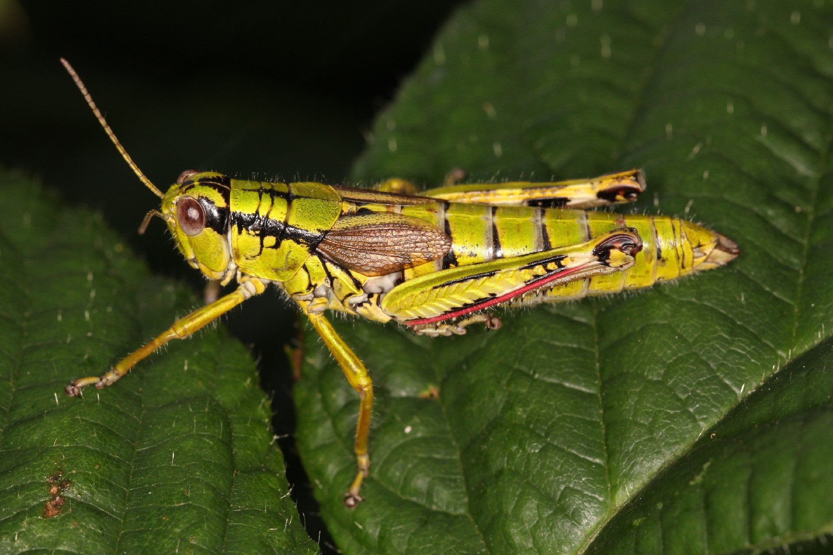 Miramella (Miramella)