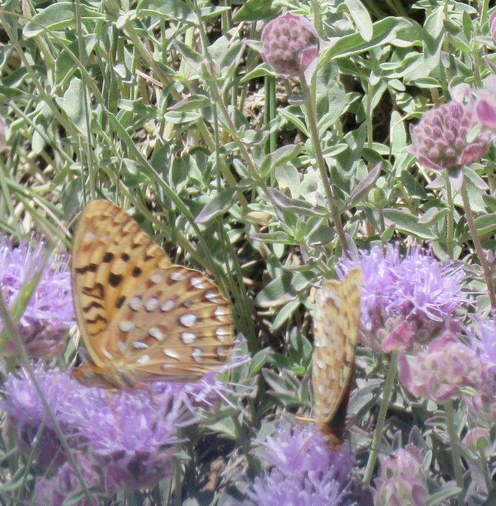 ギンボシヒョウモン属 (Speyeria)