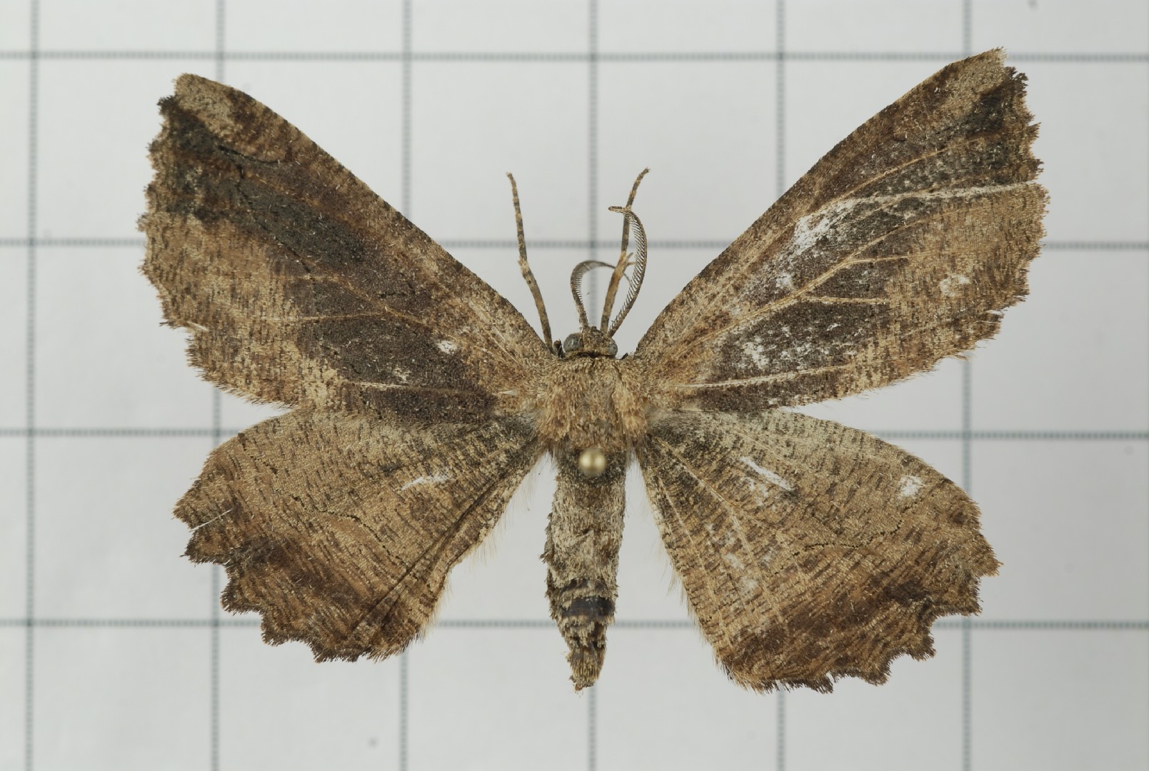 Phthonandria (Phthonandria)