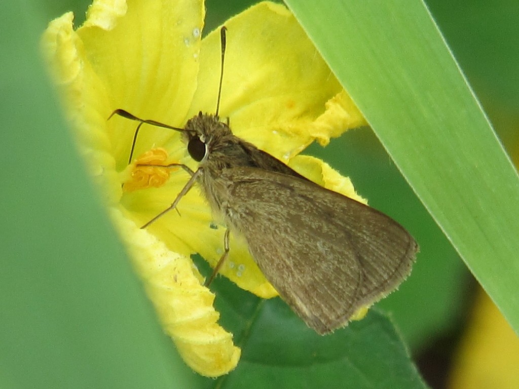 Vehilius inca (Vehilius inca) - Picture Insect