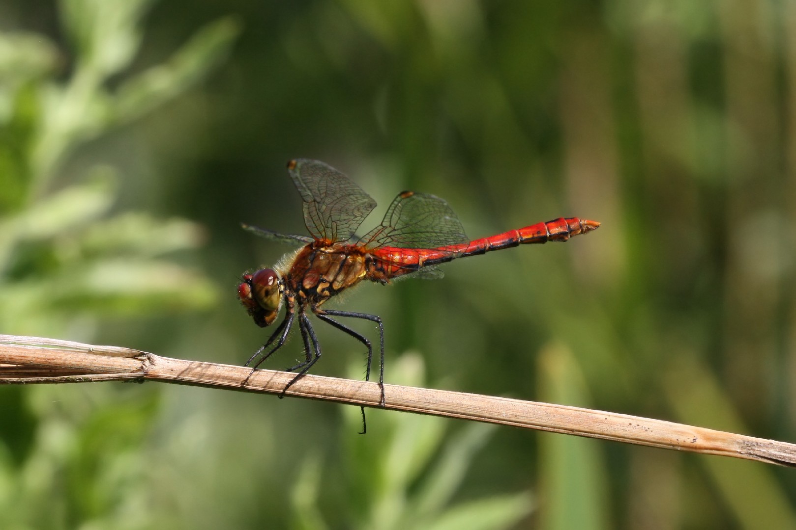 Стрекоза кровяная (Sympetrum sanguineum) - Picture Insect