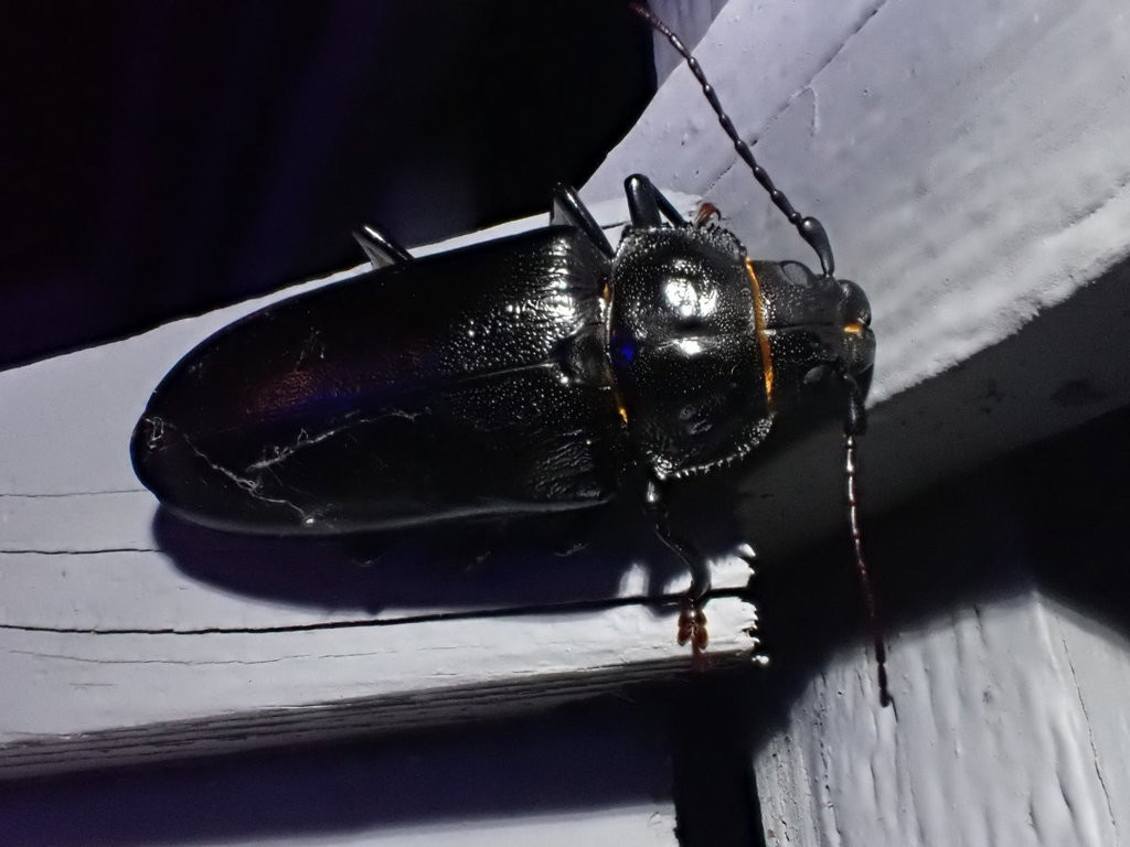 Archodontes (Archodontes)