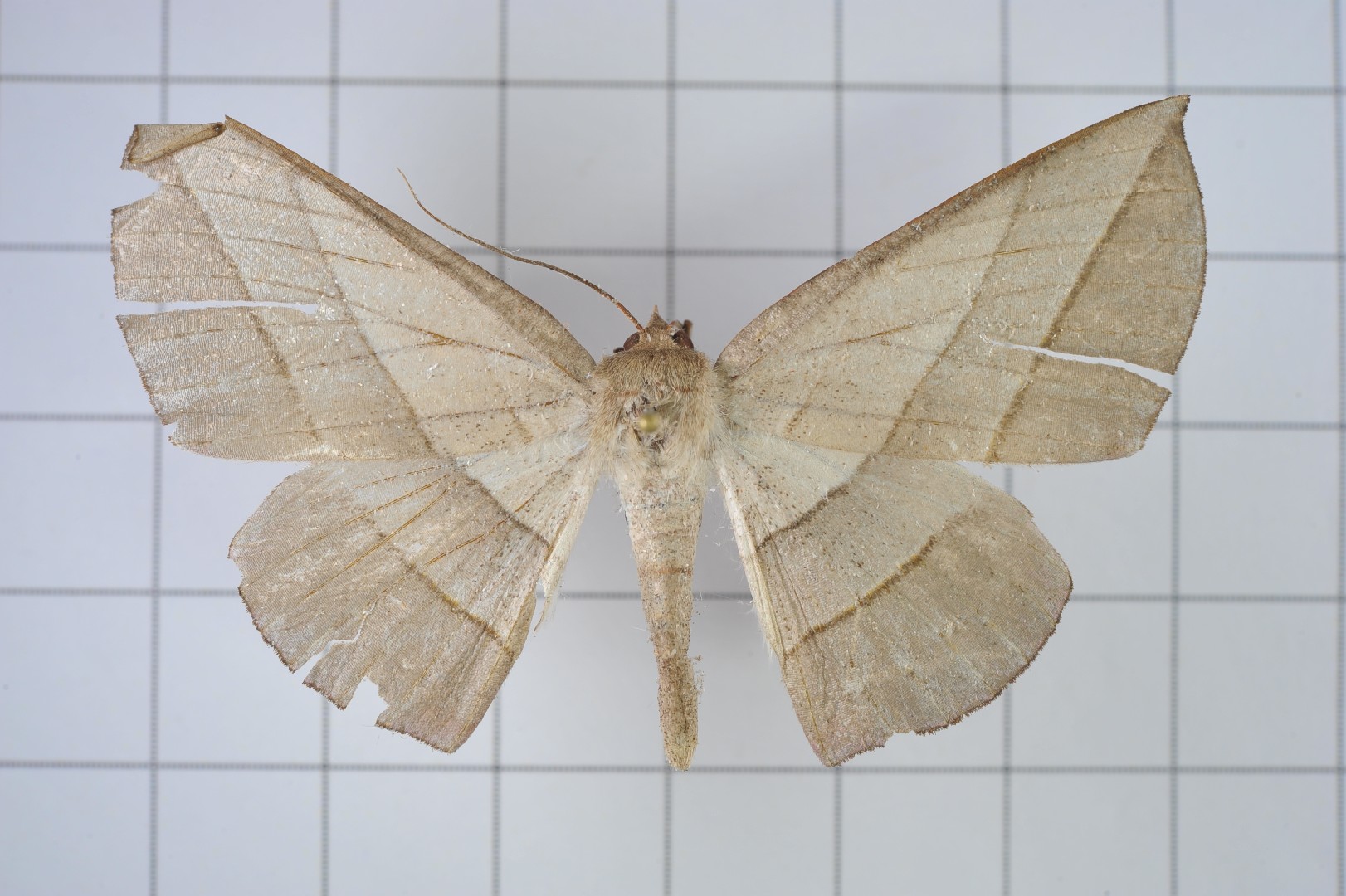 Sarcinodes (Sarcinodes)