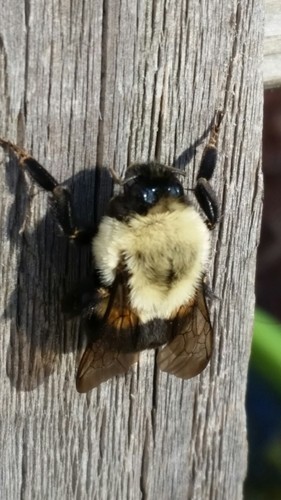 Common Eastern Bumble Bee (Bombus impatiens) - Picture Insect